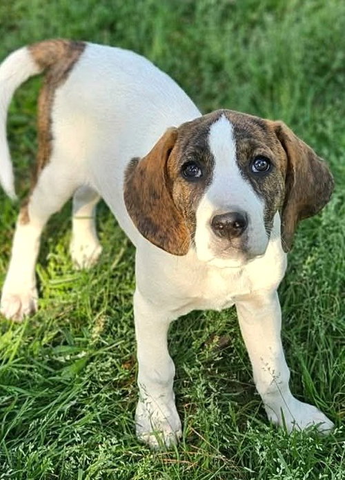 Olivia Austin Rose, an adoptable Hound in Wakefield, RI