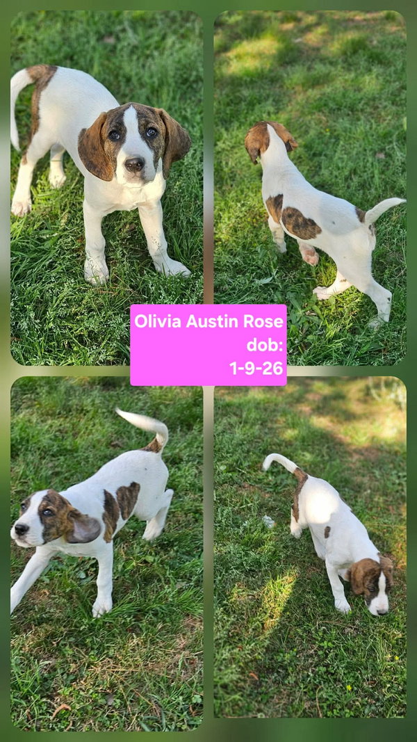 Olivia Austin Rose