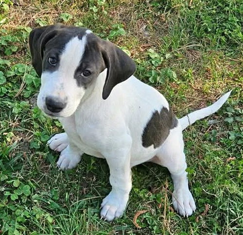 Pierre De Ronsard Rose, an adoptable Hound in Wakefield, RI