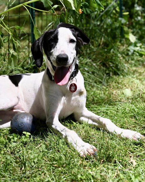 Pierre De Ronsard Rose *LOCAL*, an adoptable Hound in Wakefield, RI