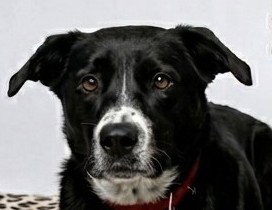 Mo, an adoptable Shepherd in Wakefield, RI
