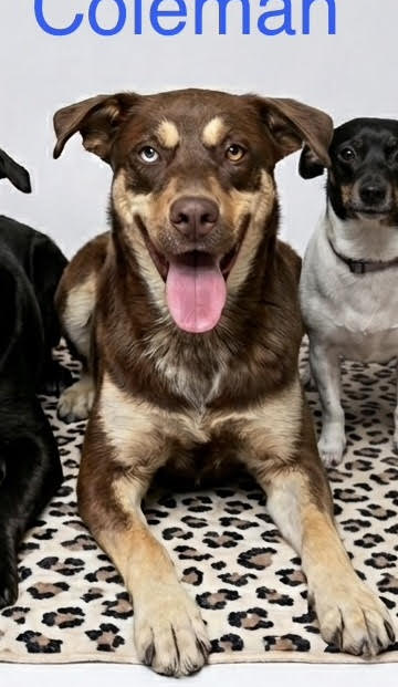 Coleman, an adoptable Australian Shepherd in Wakefield, RI