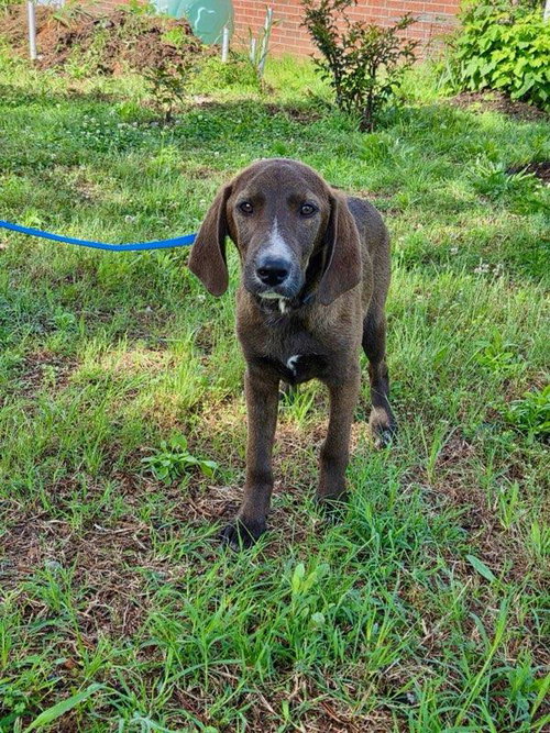 Lilz Alyssa, an adoptable Labrador Retriever in Wakefield, RI