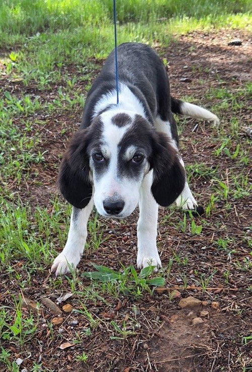 Spots Alyssa, an adoptable Labrador Retriever in Wakefield, RI