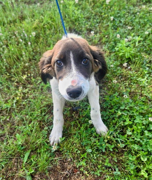 Michigan Alyssa, an adoptable Labrador Retriever in Wakefield, RI