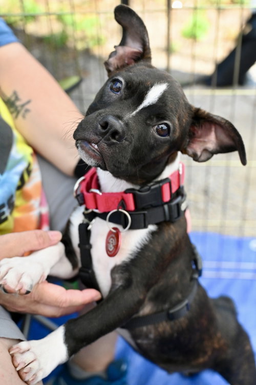 Freddie Footsie *LOCAL*, an adoptable Boston Terrier in Wakefield, RI