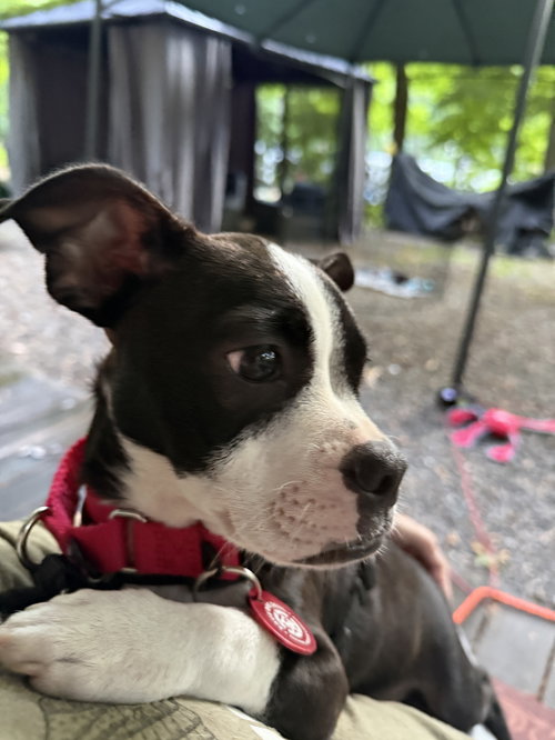 Frankie Footsie *LOCAL*, an adoptable Boston Terrier in Wakefield, RI