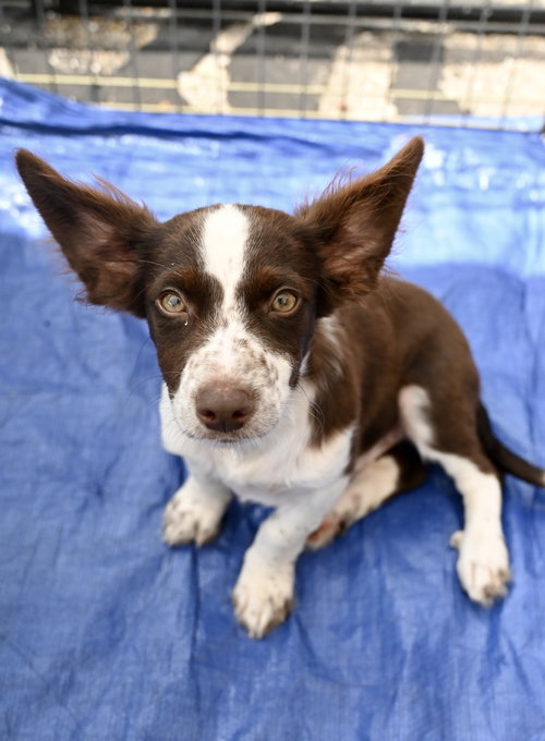 Rolls-Royce Wraith Cars *LOCAL*, an adoptable Australian Shepherd in Wakefield, RI