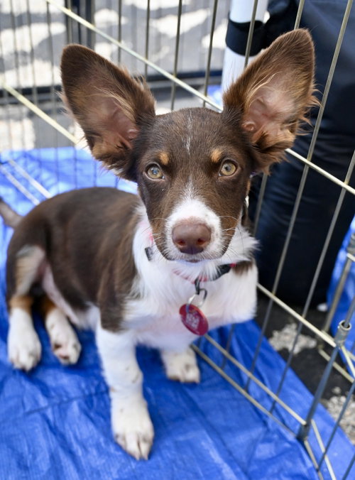 Jensen Interceptor Cars *LOCAL*, an adoptable Australian Shepherd in Wakefield, RI