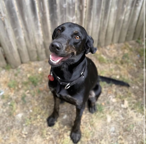 Sissy *LOCAL*, an adoptable Hound in Wakefield, RI