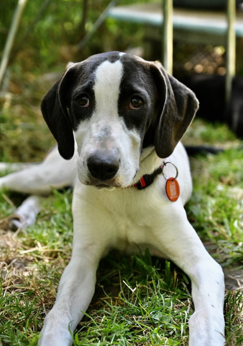 Polyantha Rose *LOCAL*, an adoptable Hound in Wakefield, RI
