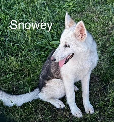 Snowey