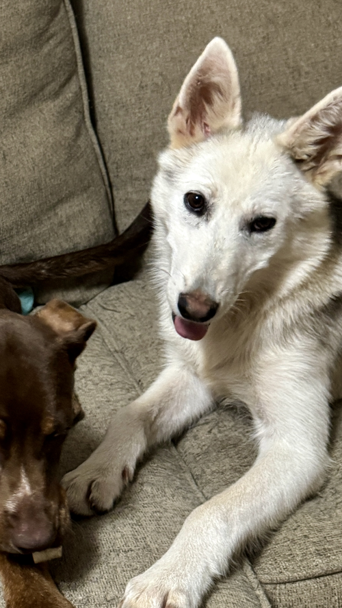 Snowey, an adoptable Husky in Wakefield, RI