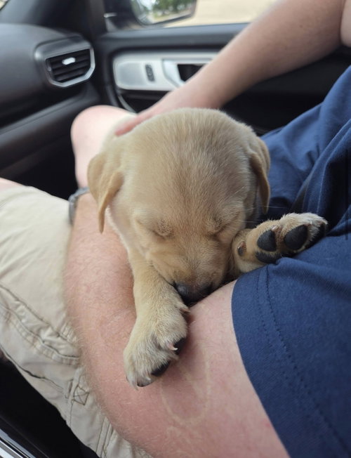 Bennie Bug photo 7