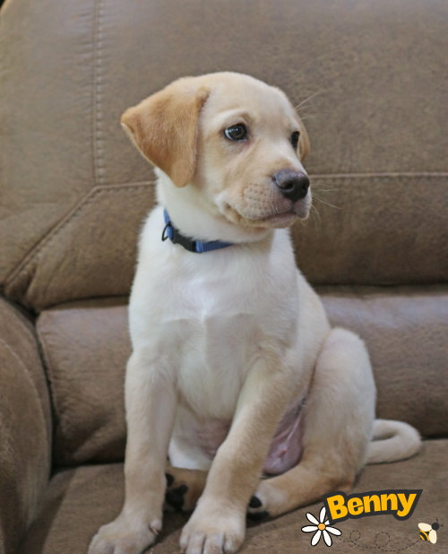 Bennie Bug photo 9