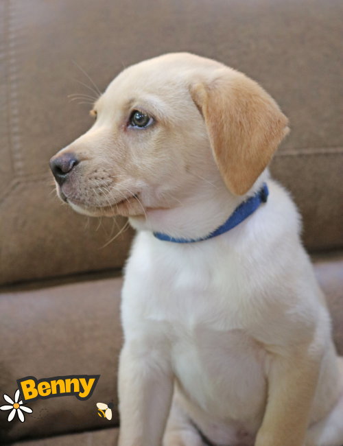 Bennie Bug photo 10