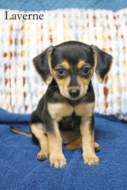 Laverne Shotz, an adoptable Chihuahua in Wakefield, RI