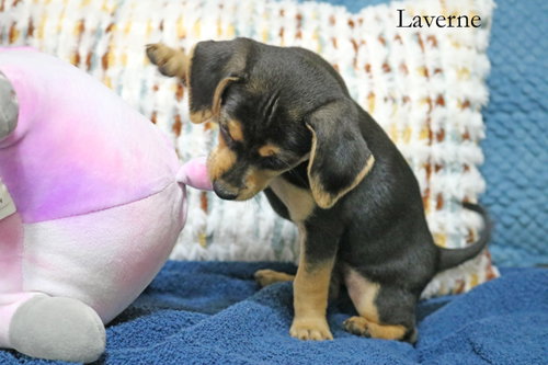 Laverne Shotz photo 2