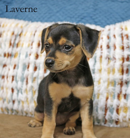 Laverne Shotz photo 3