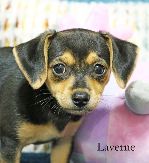 Laverne Shotz photo 4