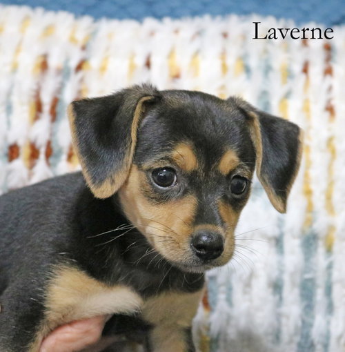 Laverne Shotz photo 6