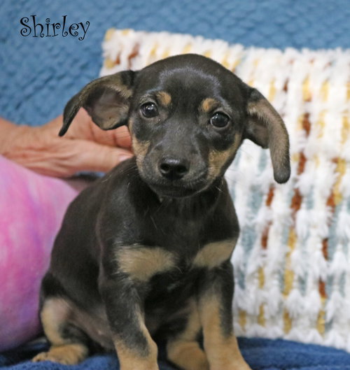 Shirley Shotz, an adoptable Chihuahua in Wakefield, RI