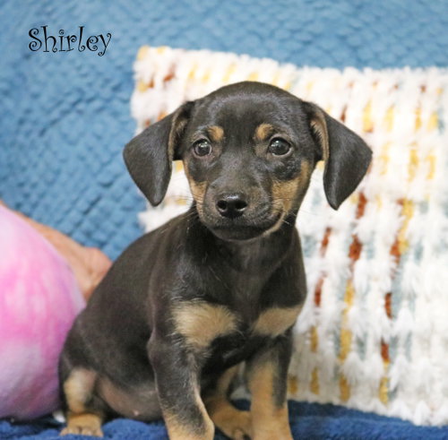 Shirley Shotz photo 3