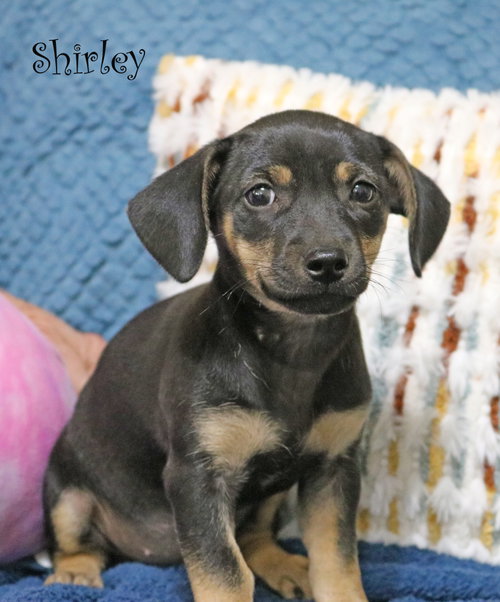 Shirley Shotz photo 5