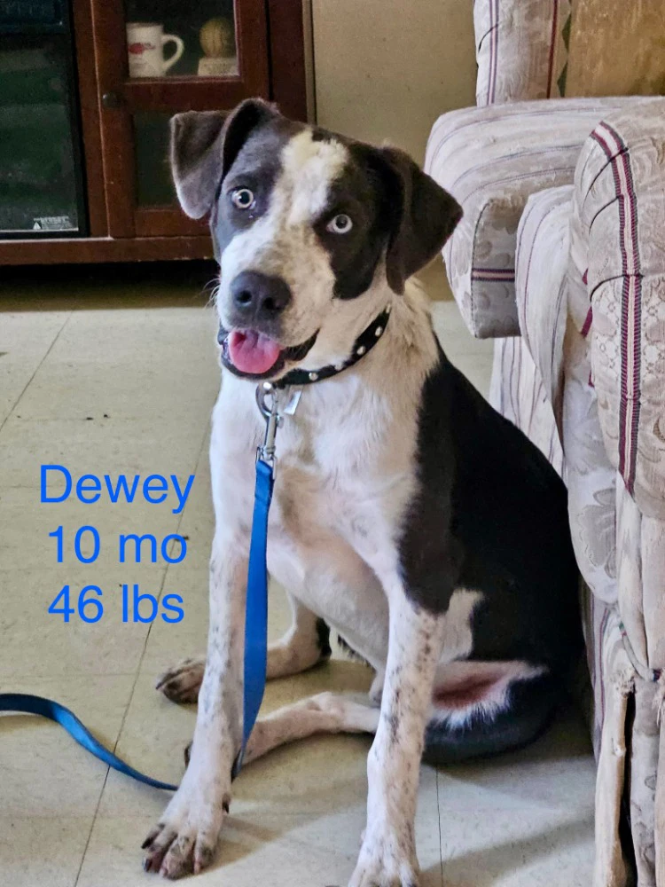 Dewey Way