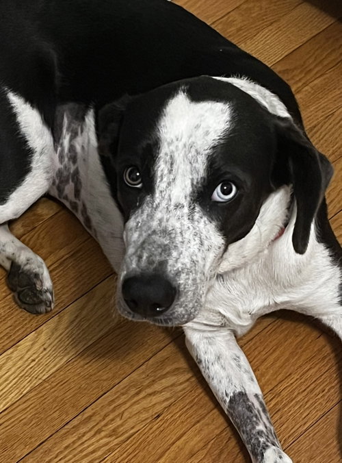 Dewey *LOCAL*, an adoptable dog