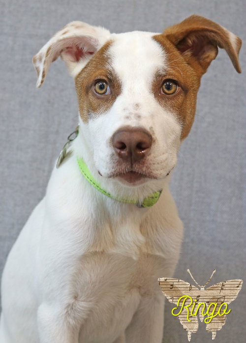 Ringo, an adoptable Jack Russell Terrier in Wakefield, RI