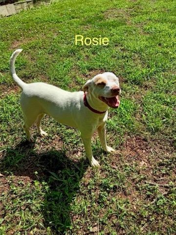 Rosie