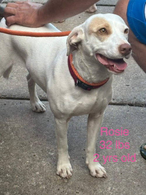 Rosie photo 2