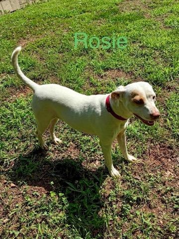 Rosie photo 4