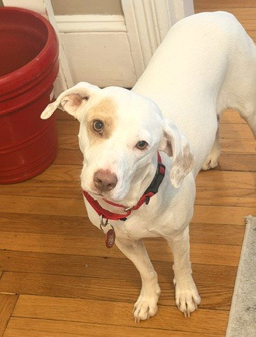 Rosie *Local* photo 4
