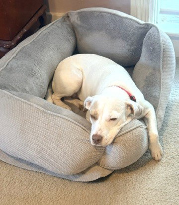 Rosie *Local* photo 5