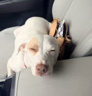 Rosie *Local* photo 2