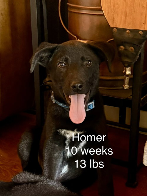 Homer Simp, an adoptable Labrador Retriever in Wakefield, RI