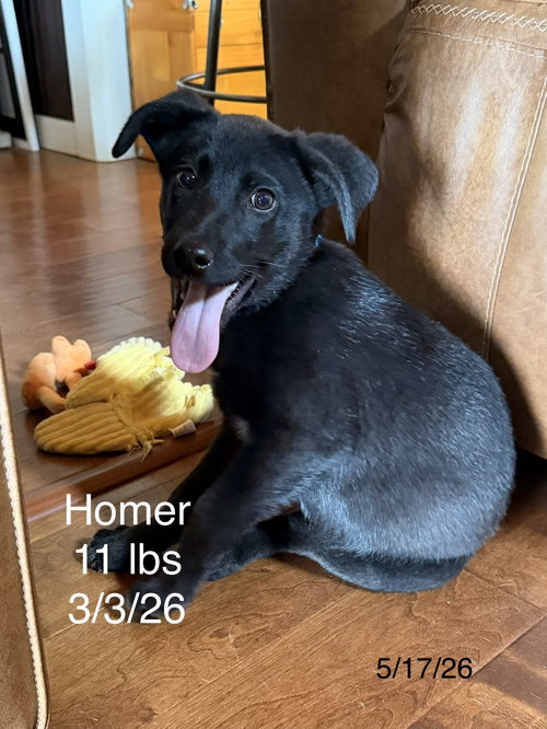 Homer Simp photo 2