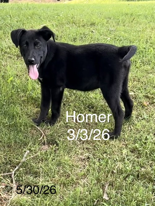 Homer Simp photo 3