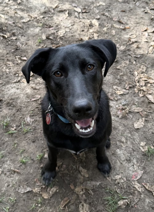 Scooter *LOCAL*, an adoptable dog
