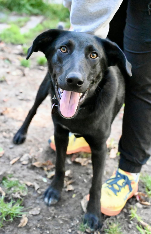 Scooter *LOCAL*, a dog for adoption from Save One Soul Animal Rescue League