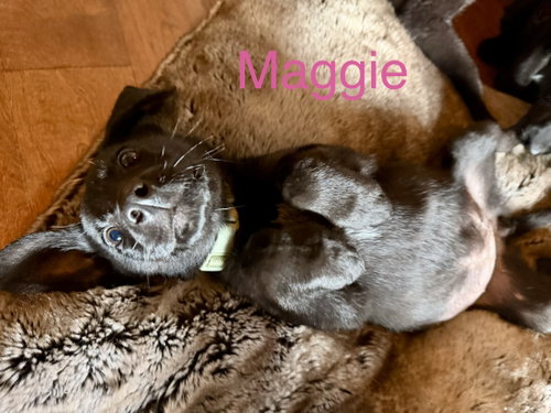 Maggie Simp, an adoptable Labrador Retriever in Wakefield, RI