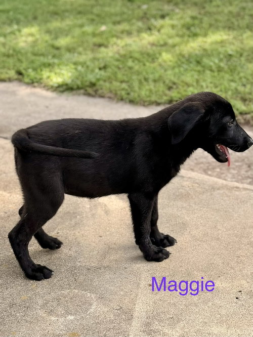 Maggie Simp photo 3