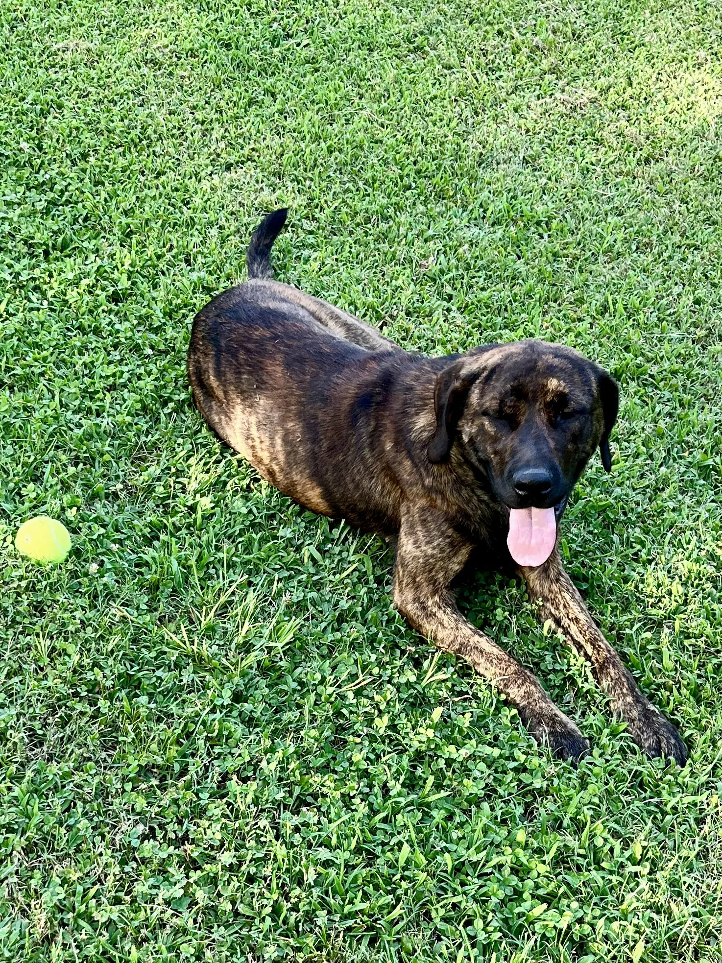 Charlie - Mountain Cur