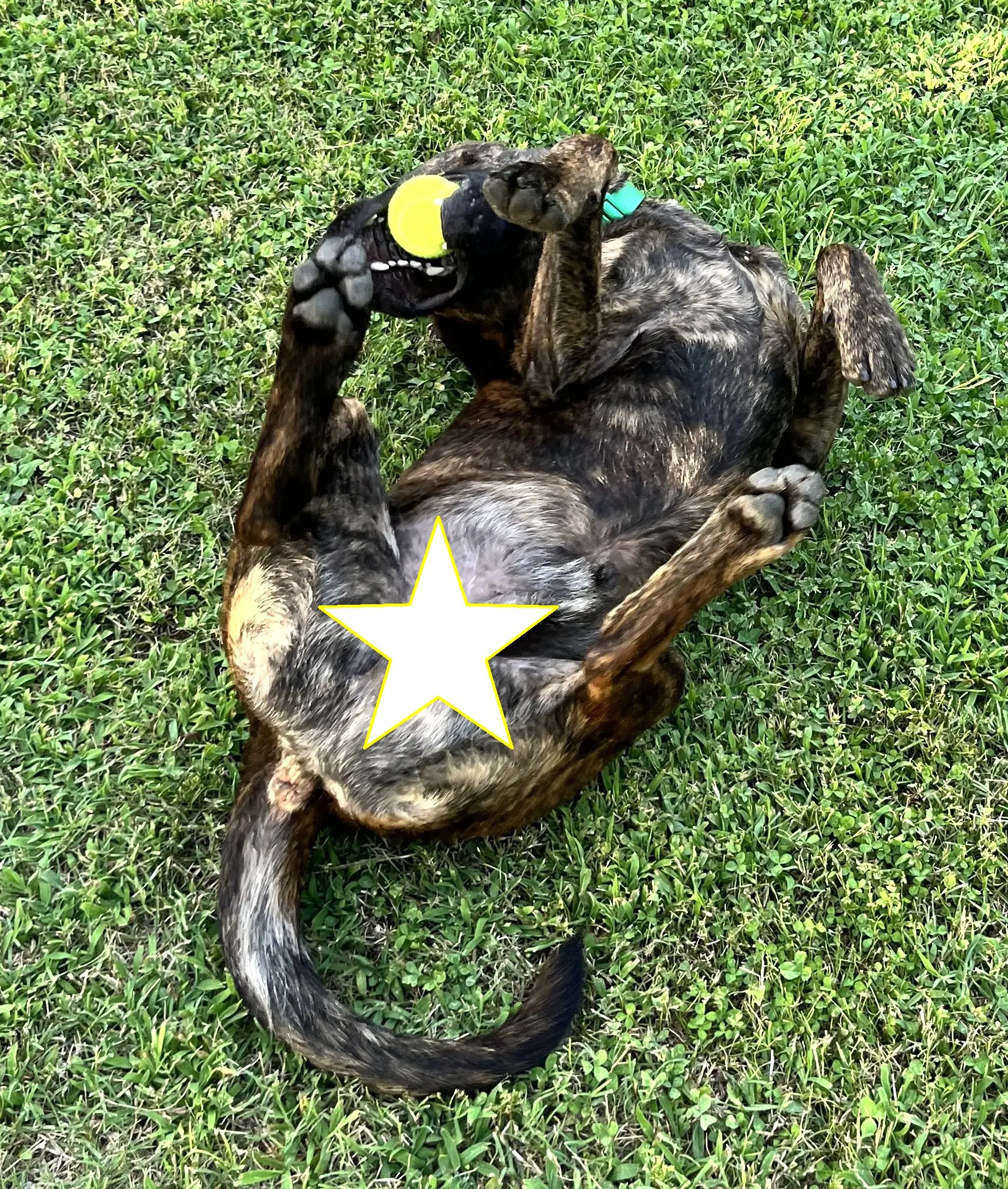 Charlie image 2