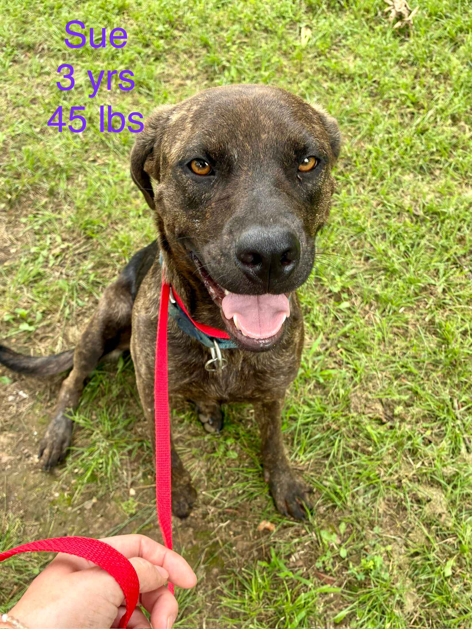 Sue - Mountain Cur