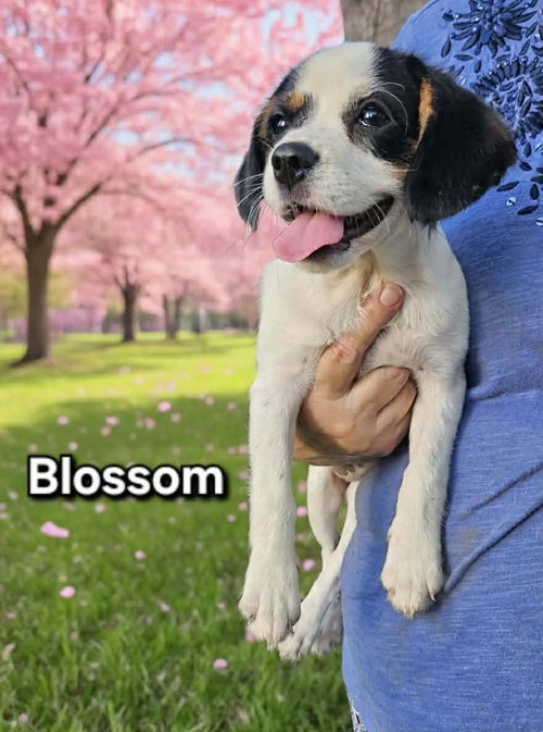 Blossom Span