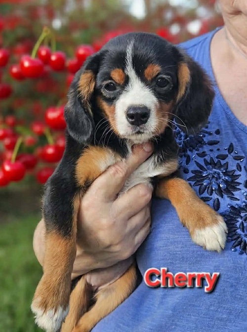 Cherry Span