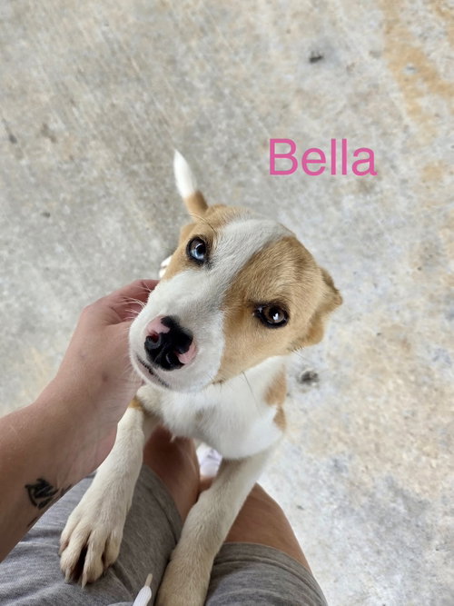 Bella Way photo 2